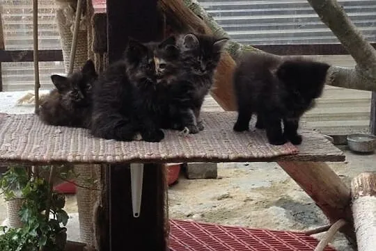 Kotki Syberyjskie, Gostyń