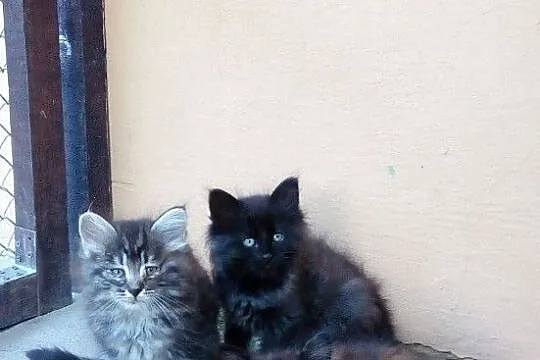 Kotki Syberyjskie, Gostyń