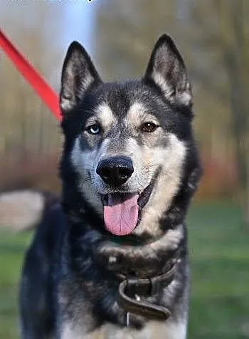 Solarek piękny, wesoły, mix siberian husky ADOPCJA