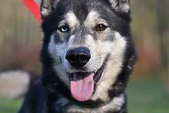 Solarek piękny, wesoły, mix siberian husky ADOPCJA