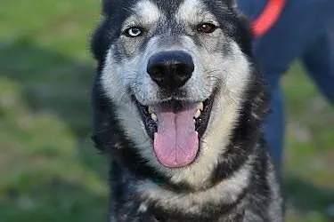 Solarek piękny, wesoły, mix siberian husky ADOPCJA