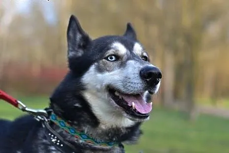 Solarek piękny, wesoły, mix siberian husky ADOPCJA