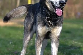 Solarek piękny, wesoły, mix siberian husky ADOPCJA
