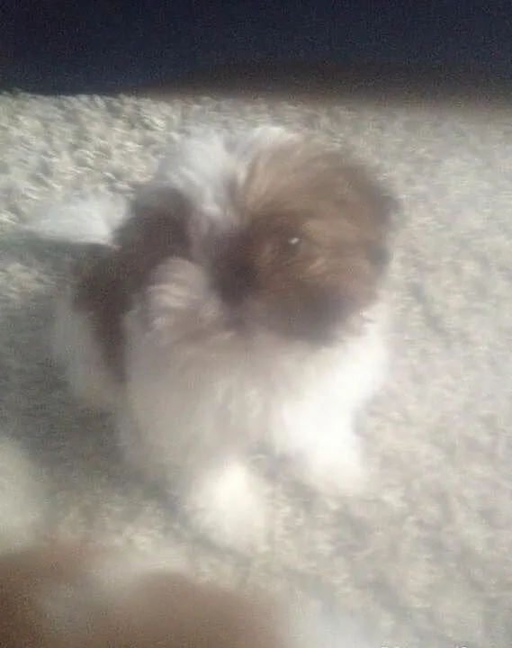 Shih Tzu 12 tygodniowa suczka, będzie bardzo mała.