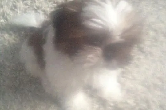 Shih Tzu 12 tygodniowa suczka, będzie bardzo mała.