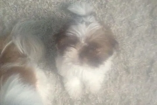 Shih Tzu 12 tygodniowa suczka, będzie bardzo mała.