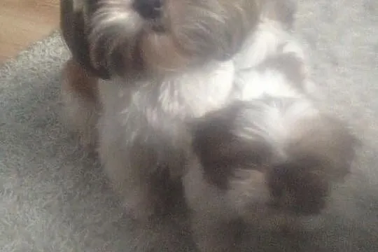 Shih Tzu 12 tygodniowa suczka, będzie bardzo mała.
