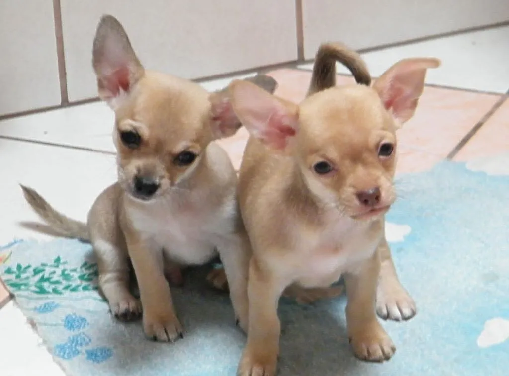 Chihuahua pieski, Łódzkie, Zduńska Wola