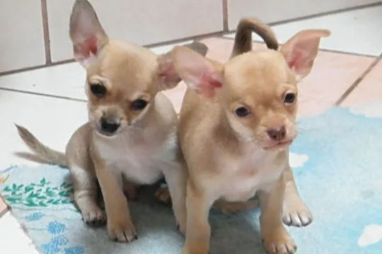 Chihuahua pieski, Łódzkie, Zduńska Wola