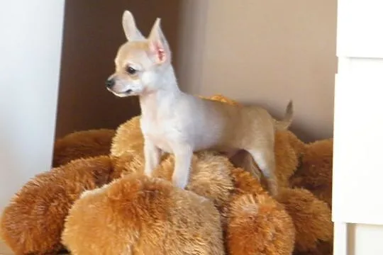 Chihuahua pieski, Łódzkie, Zduńska Wola