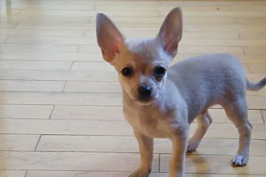 Chihuahua pieski, Łódzkie, Zduńska Wola