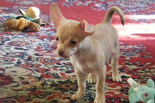 Chihuahua pieski, Łódzkie, Zduńska Wola
