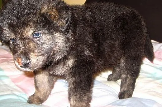 Mix owczarka 6 tyg,adopcja!!,  świętokrzyskie Kielce