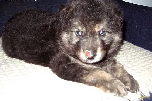 Mix owczarka 6 tyg,adopcja!!,  świętokrzyskie Kiel