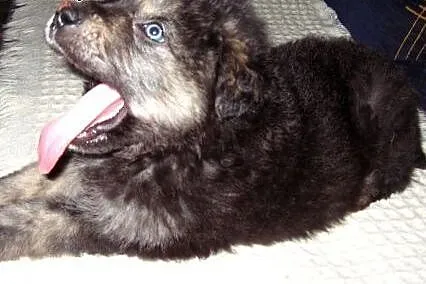 Mix owczarka 6 tyg,adopcja!!,  świętokrzyskie Kiel