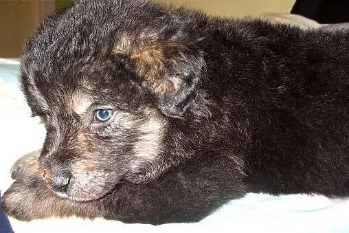 Mix owczarka 6 tyg,adopcja!!,  świętokrzyskie Kiel