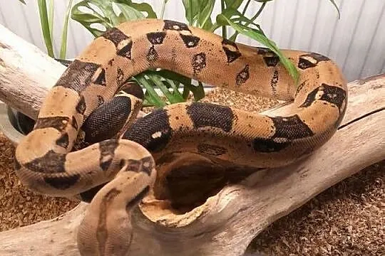 boa imperator do adopcji
