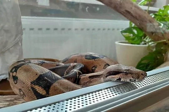 boa imperator do adopcji, Mazowieckie, Warszawa