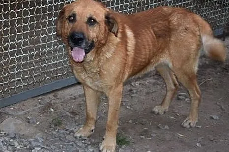 Misio, cudny, duży piesek prosi o dom.,  mazowieck