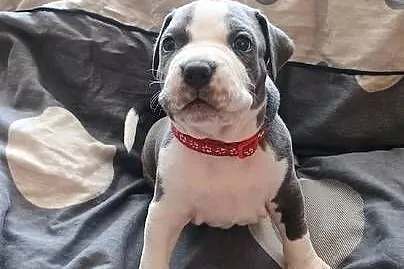 Amstaff Chłopaki Szczeniąta