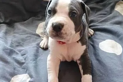 Amstaff Chłopaki Szczeniąta, Łódzkie, Radomsko