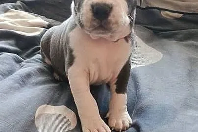 Amstaff Chłopaki Szczeniąta, Łódzkie, Radomsko