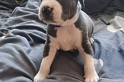 Amstaff Chłopaki Szczeniąta, Łódzkie, Radomsko