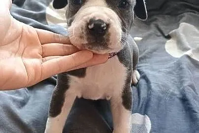 Amstaff Chłopaki Szczeniąta, Łódzkie, Radomsko