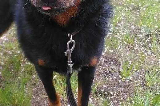 Młody, kochający człowieka Pufek, niewielki psiak do adopcji,  Kundelki cała Polska