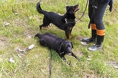 Młody, kochający człowieka Pufek, niewielki psiak 