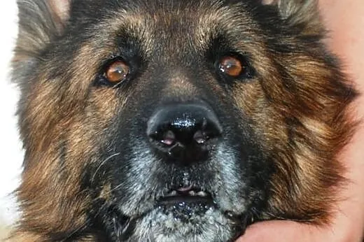 Topaz piękny, długowłosy owczarek niemiecki szuka 