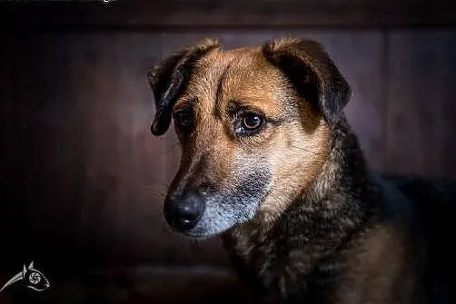 TOLIK - miło Cię zaskoczy, bo to psiak przeuroczy 