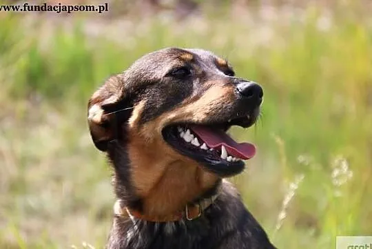 Vektra - nieśmiała sunia, Mazowieckie, Nowy Dwór Mazowiecki