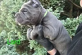 American Bandog & Cane Corso