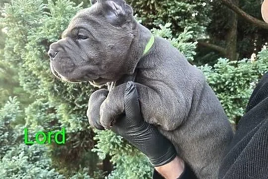 American Bandog & Cane Corso