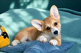 Welsh Corgi Pembroke Dziewczynka