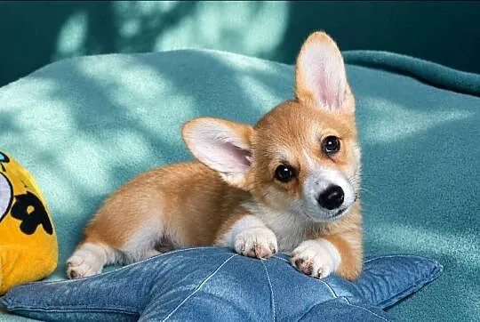 Welsh Corgi Pembroke Dziewczynka