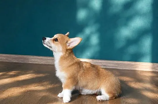 Welsh Corgi Pembroke Dziewczynka, Małopolskie, Kraków