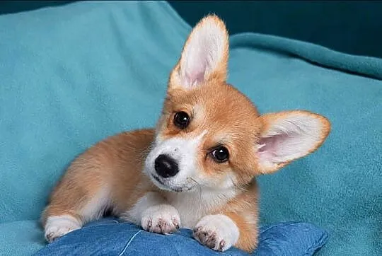 Welsh Corgi Pembroke Dziewczynka, Małopolskie, Kraków