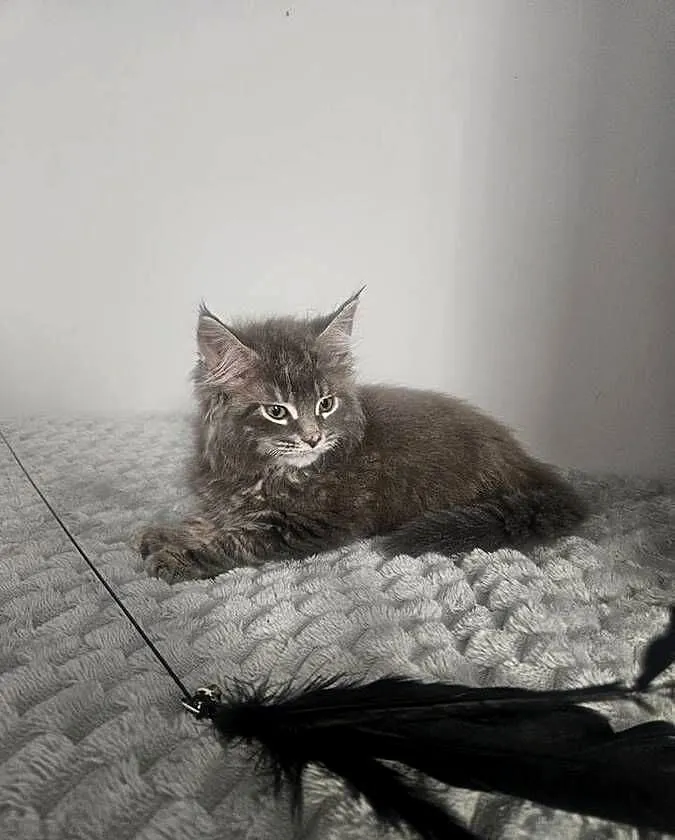 Maine Coon kocur niebieski, Mazowieckie, Radom
