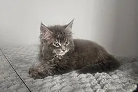 Maine Coon kocur niebieski