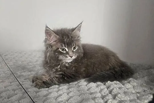 Maine Coon kocur niebieski, Mazowieckie, Radom