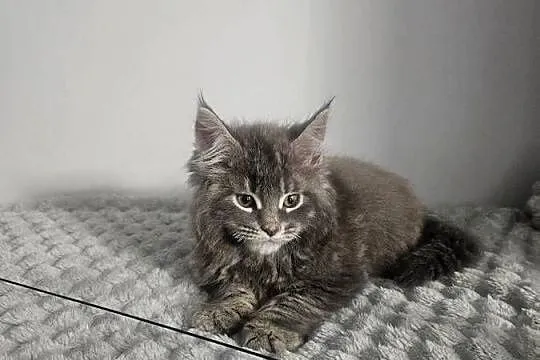 Maine Coon kocur niebieski, Mazowieckie, Radom