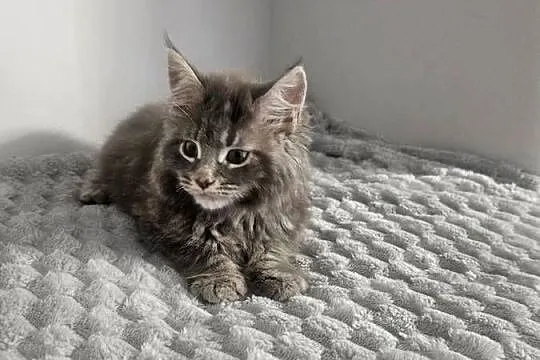 Maine Coon kocur niebieski, Mazowieckie, Radom