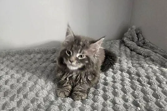 Maine Coon kocur niebieski, Mazowieckie, Radom