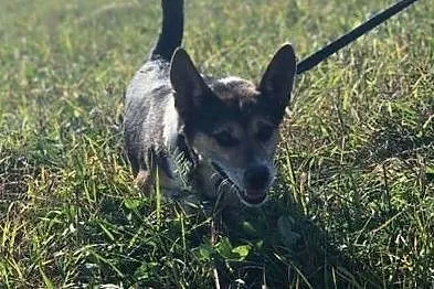 FRUGO wesoły psiak kochający ludzi nad życie szuka domku, Mazowieckie, Warszawa