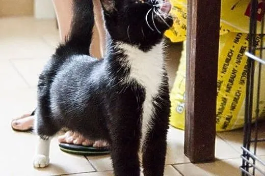 Kocia arystokracja Gaja szuka kochajacego domu,  d