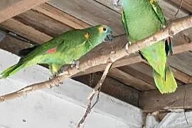 Para papug, Zduńska Wola