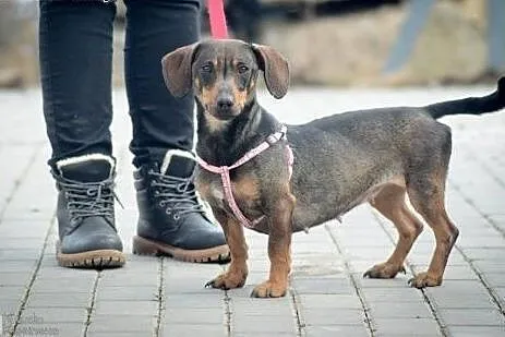 Szelma, cudna suczka w typie JAMNIKA, kontaktowa, 
