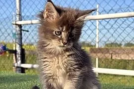 Przepiękne kocięta Maine Coon z rodowodem FPL